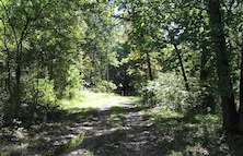 Path to Woods