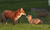 Foxes Western Illinois